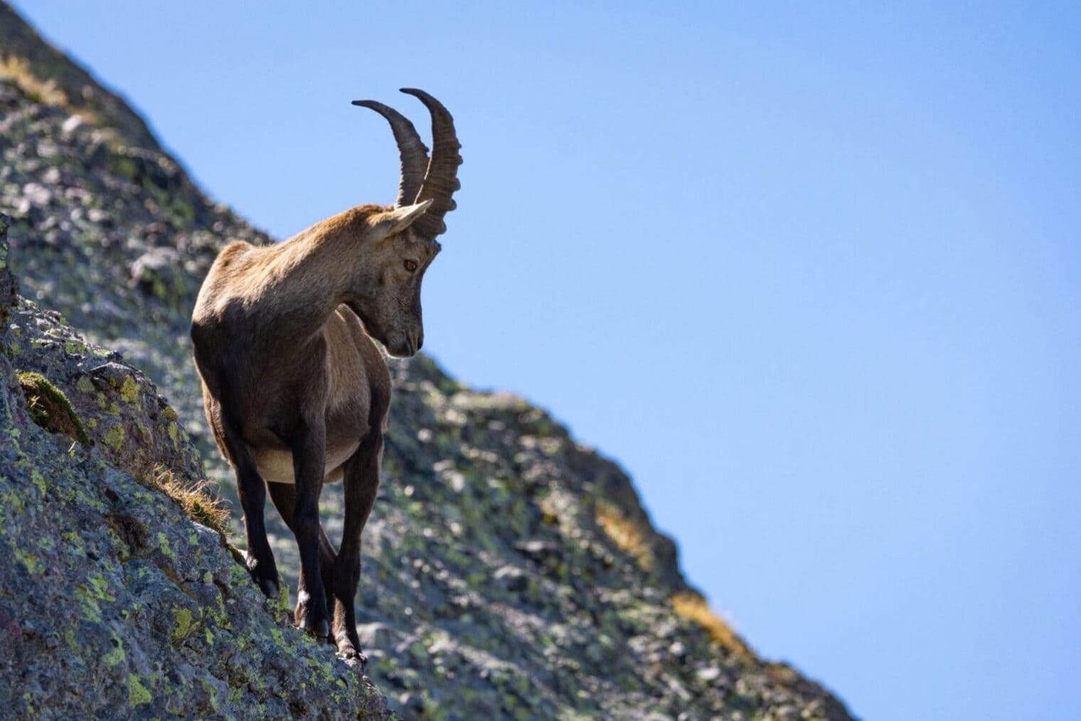 El celo de la cabra montés marca el ritmo de la vida en las montañas ibéricas