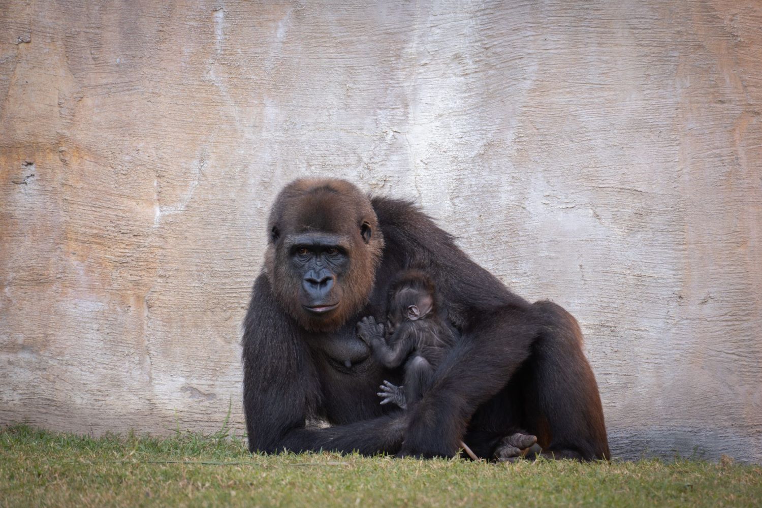 cria de gorila de llanura nacida en bioparc fuengirola especie en peligro