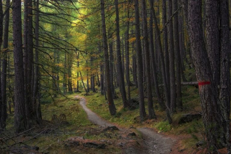 Plataforma digital de la REMP para consultar datos sobre montes públicos