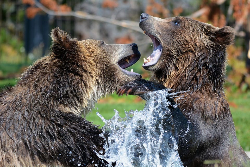 Oso pardo comiendo en la naturaleza