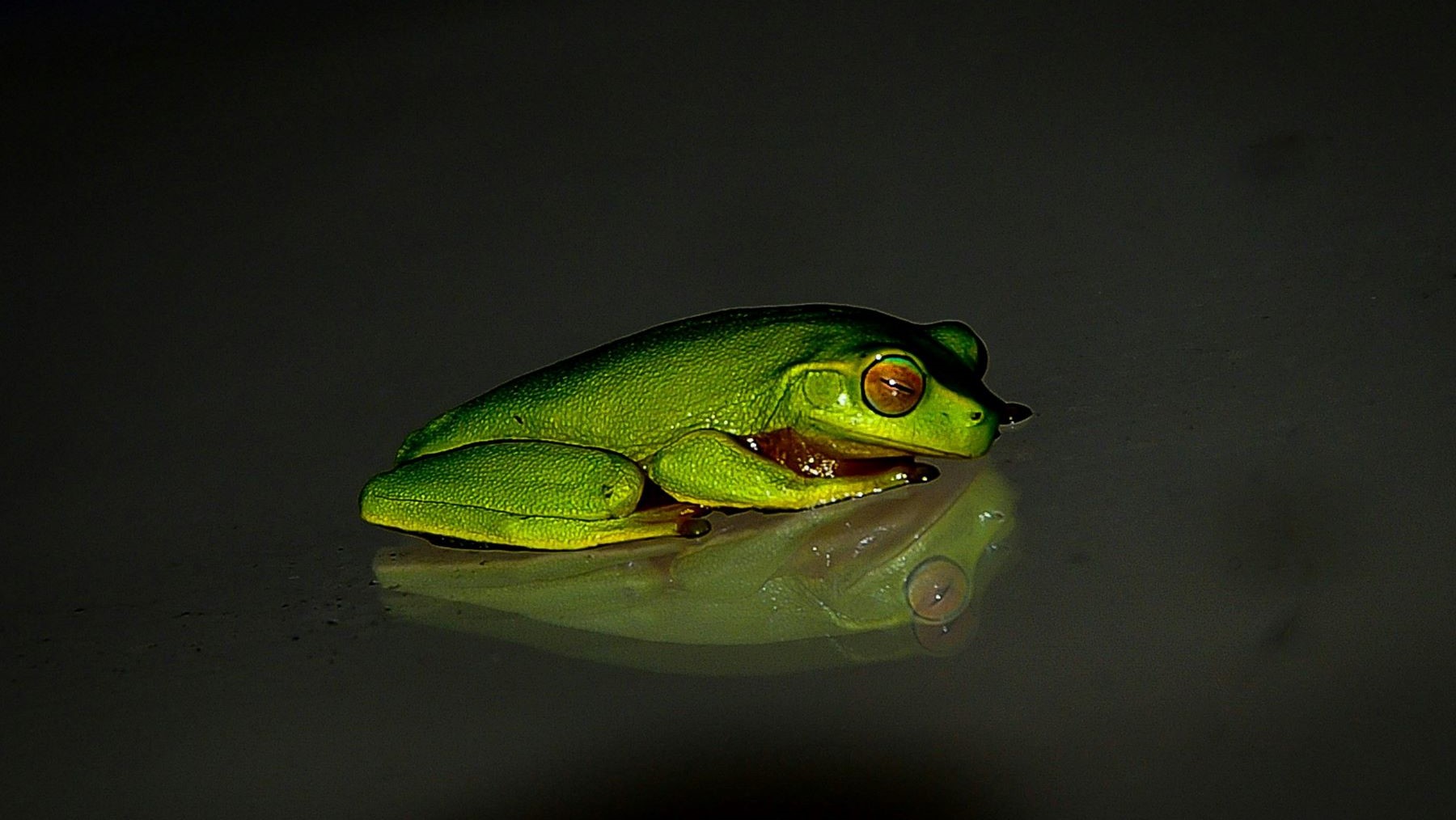 Nueva especie de rana en Ecuador Pristimantis paganus en la Amazonía