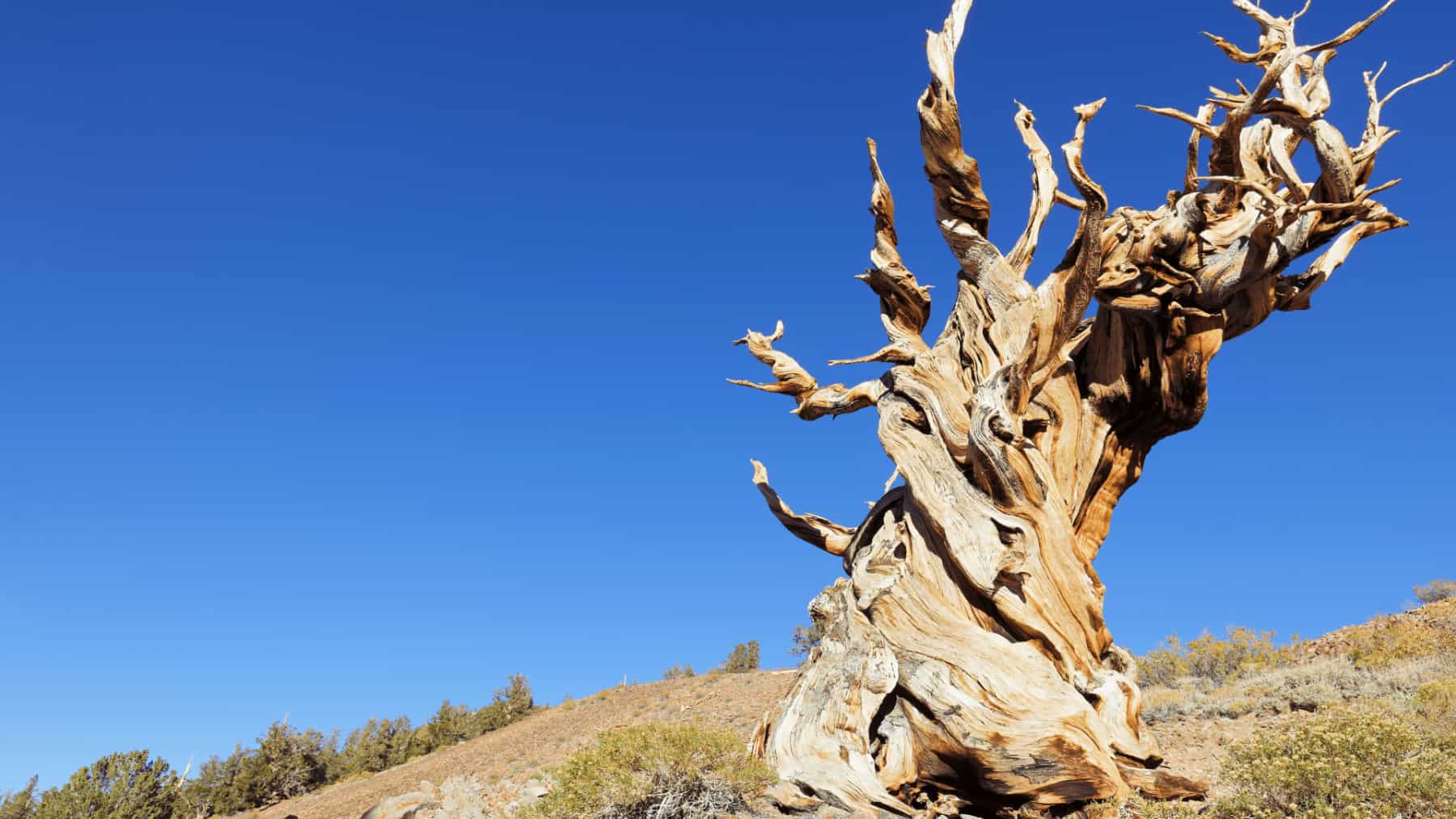 Árbol seco retorcido en un paisaje árido bajo un cielo despejado