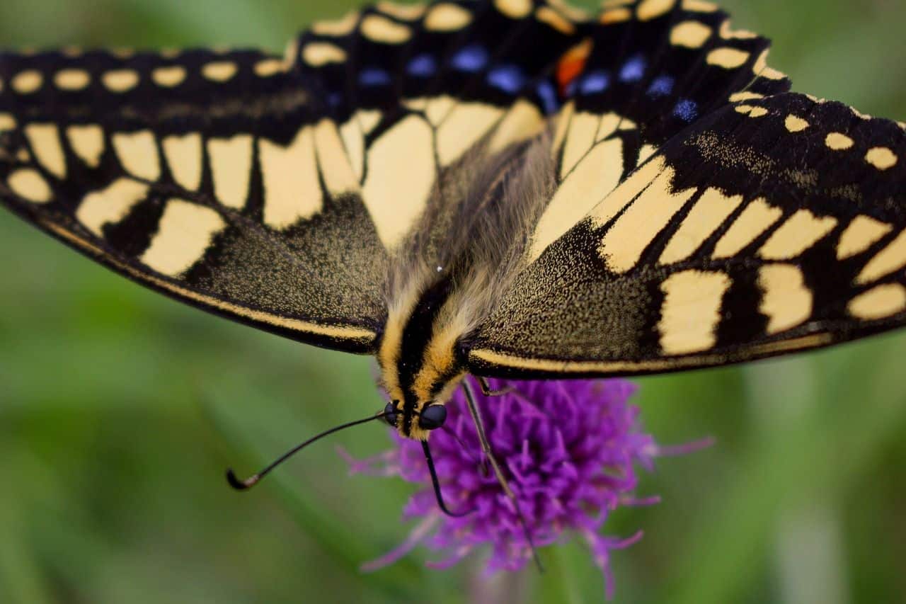 secuenciacion genetica de mariposas en europa proyecto psyche