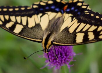 secuenciacion genetica de mariposas en europa proyecto psyche