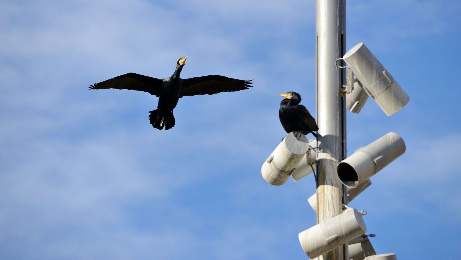Actividad de SEO/BirdLife en defensa de la biodiversidad en España durante 2025