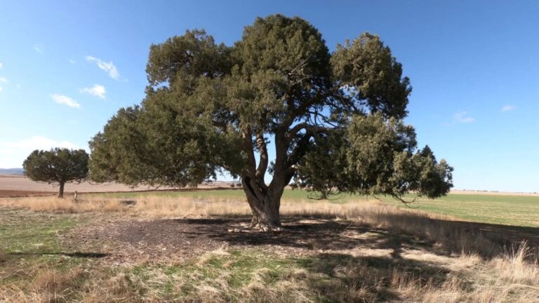 Bosque de las Sabinas Blancas en la Puebla de San Miguel, Valencia