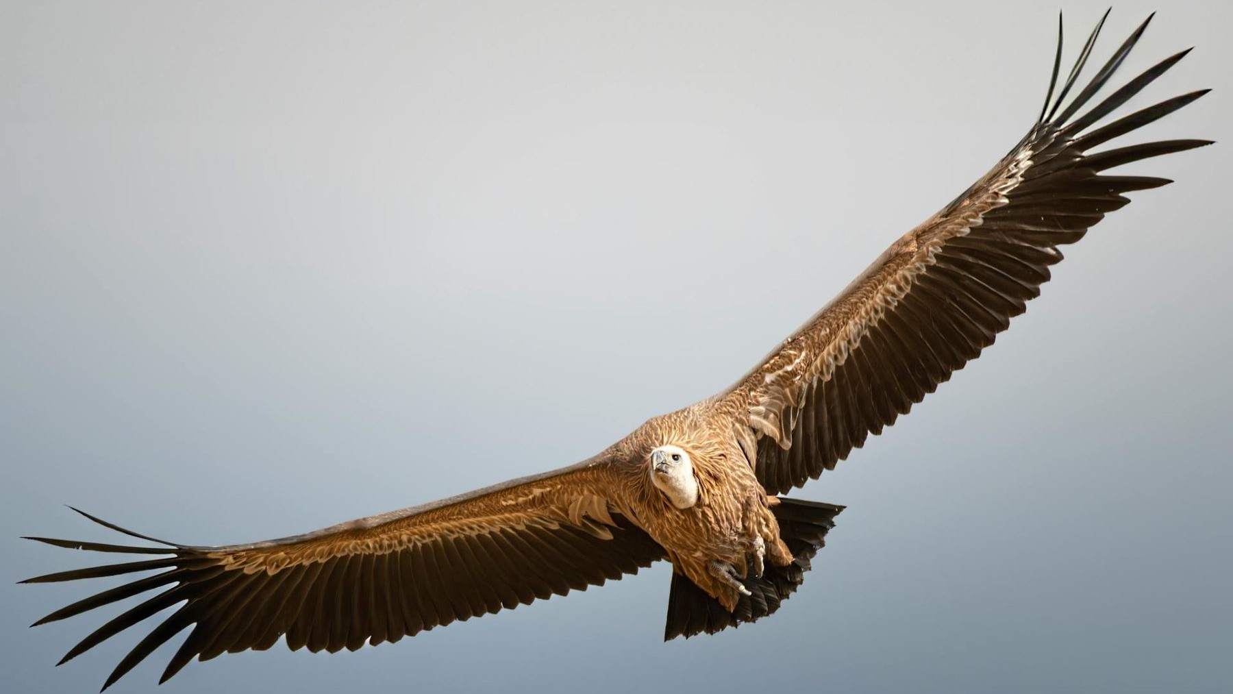 Buitre leonado durante la liberación de buitres leonados en el entorno de Lorca