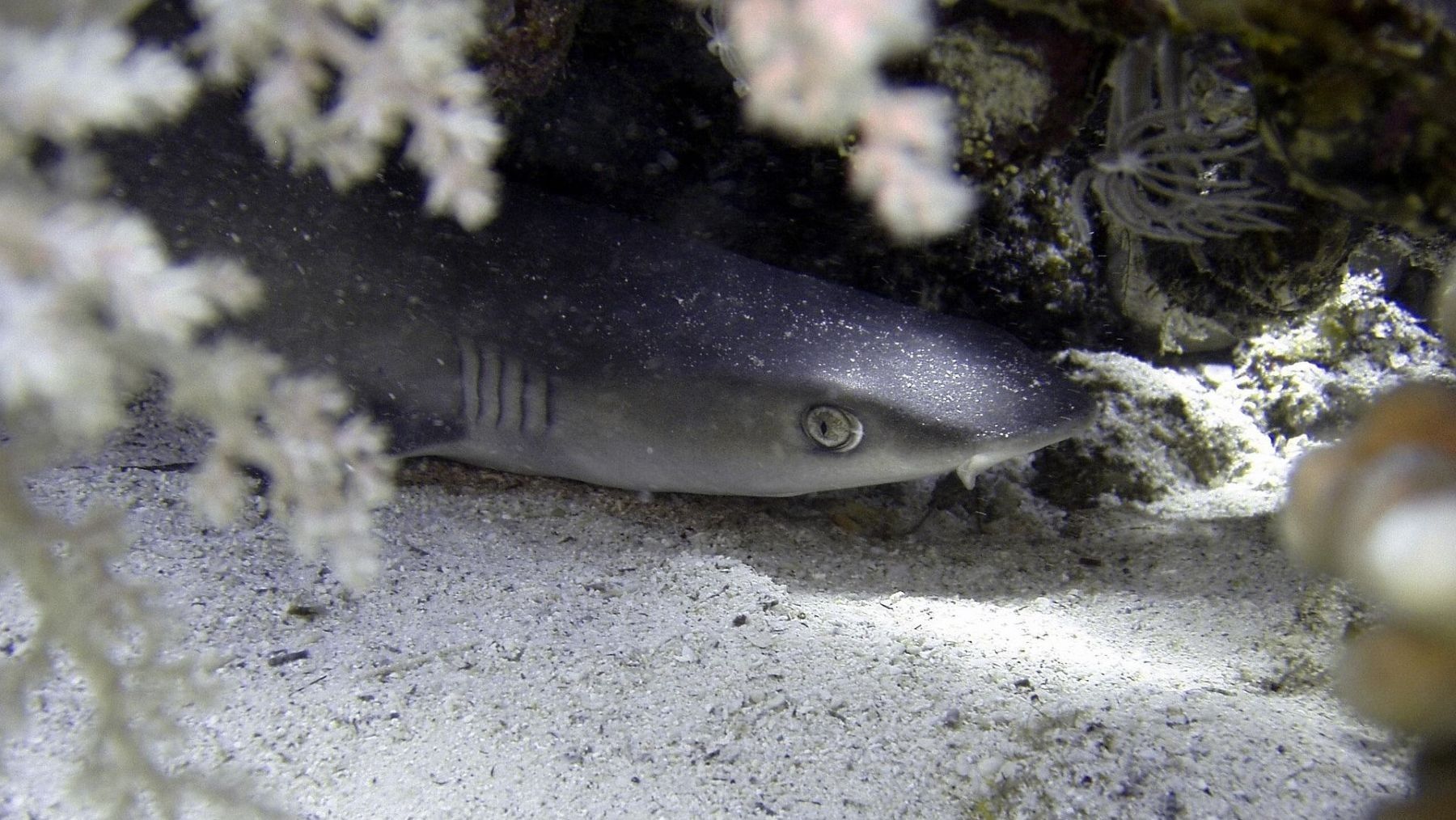 Hallan tiburón angelote atrapado en una red de pesca ilegal en Lanzarote