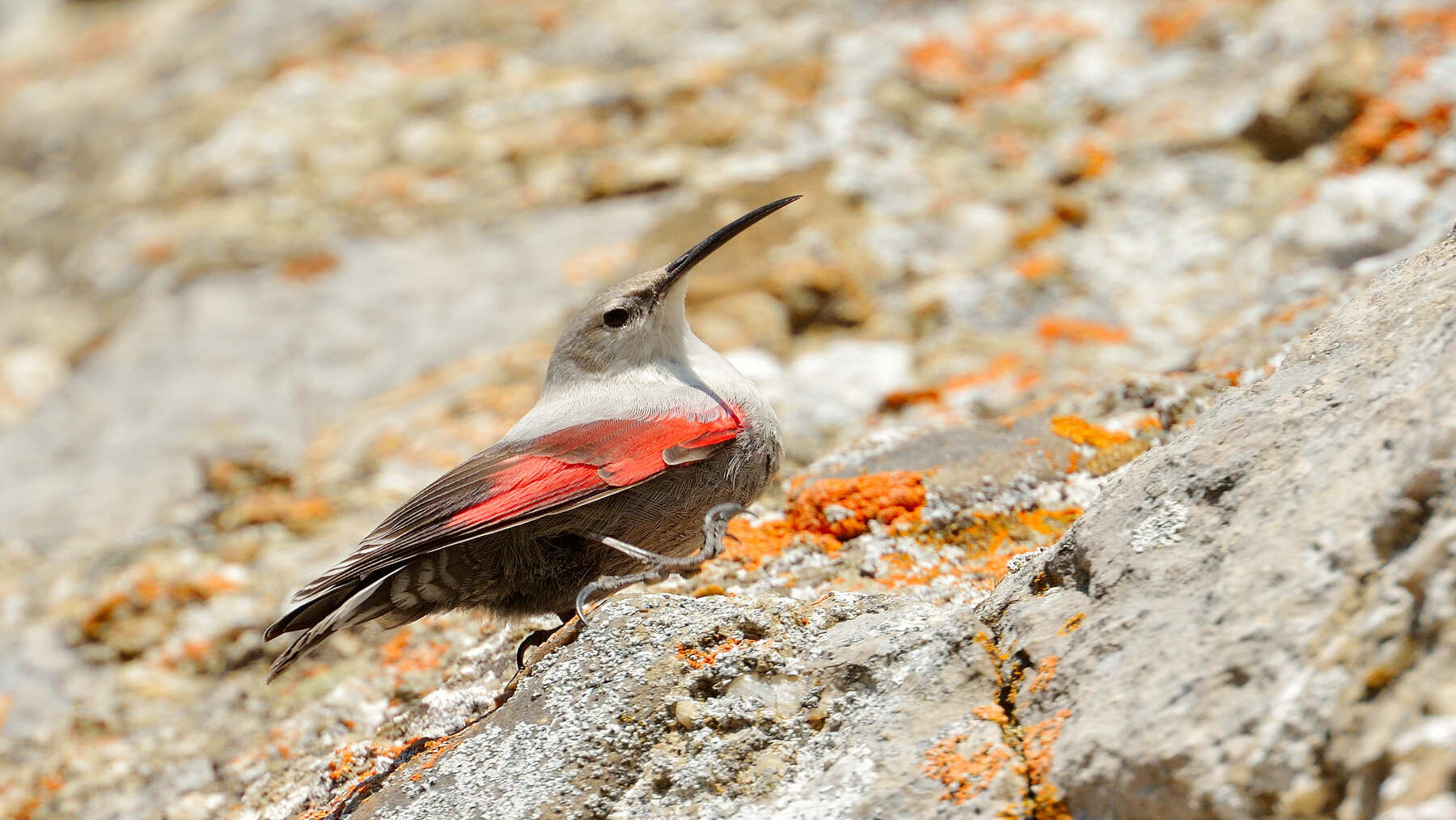 El treparriscos, Ave del Año 2025: símbolo de la fragilidad de las montañas ante el cambio climático