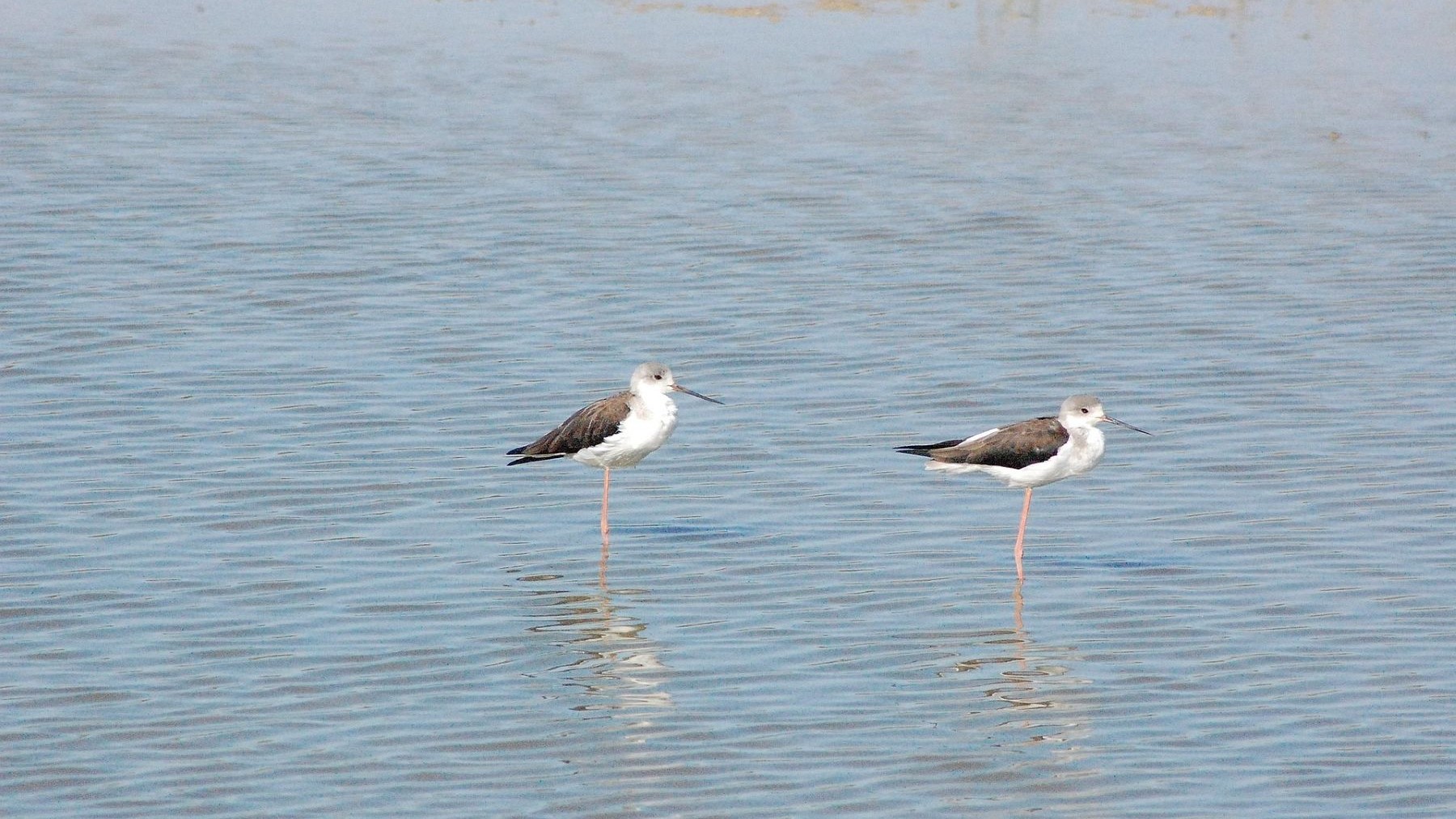 variación individual en la biodiversidad