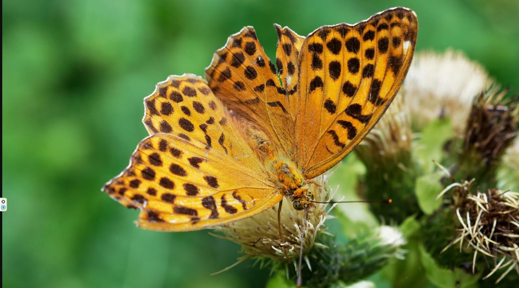 Nueva especie de mariposa descubierta en la Amazonía ecuatoriana