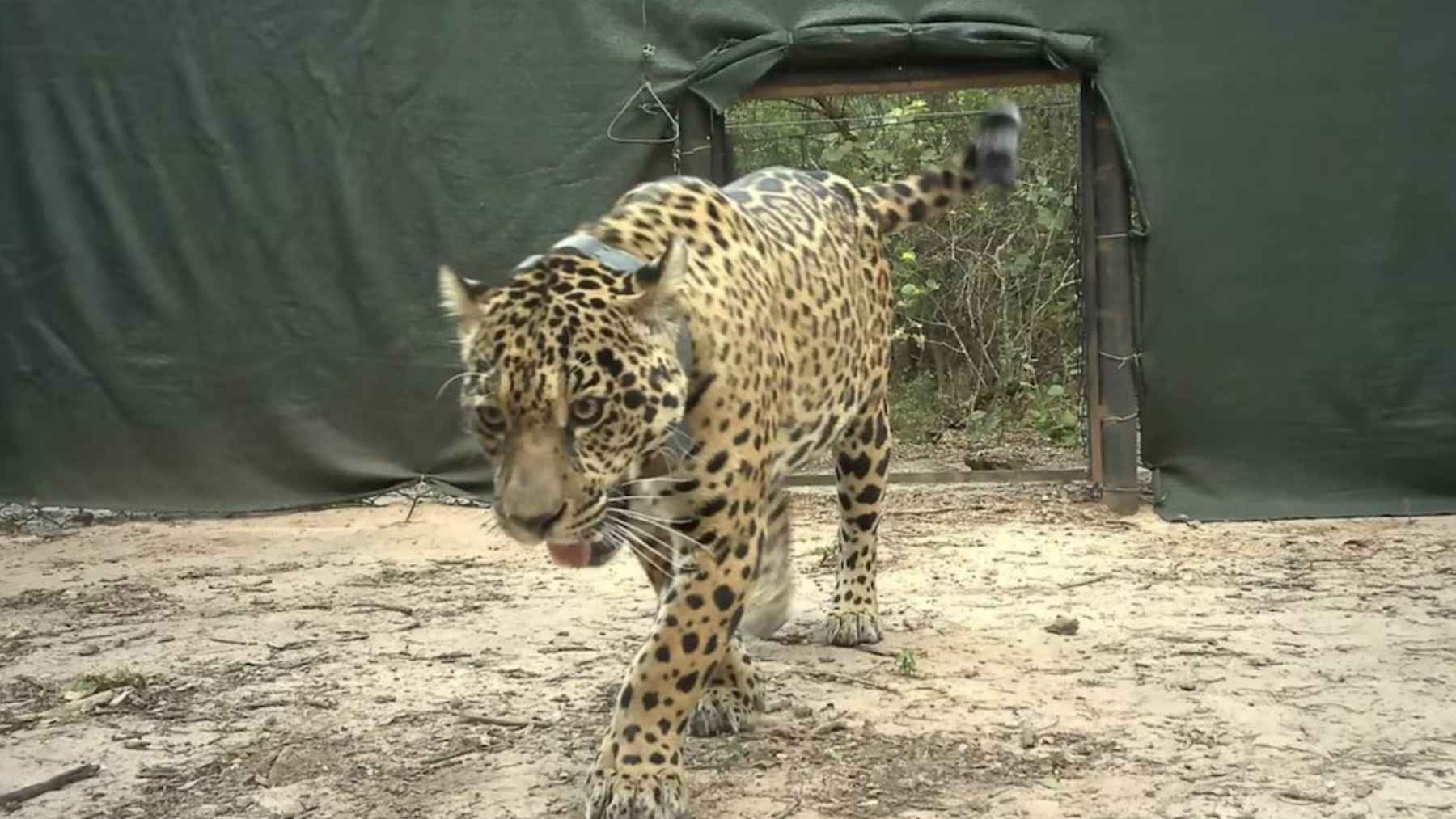 Yaguareté con collar satelital caminando tras su liberación en el Parque Nacional El Impenetrable (Chaco)