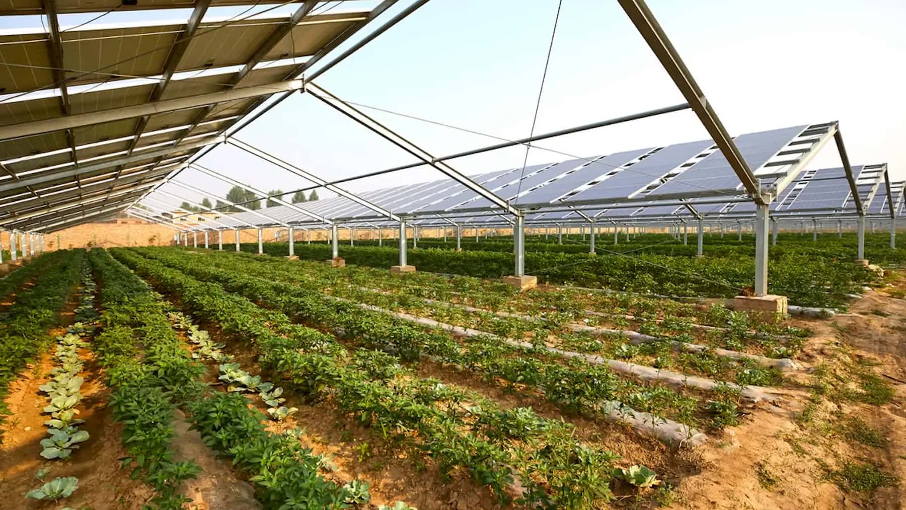 Paneles solares instalados sobre cultivos agrícolas en un proyecto de agrovoltaica