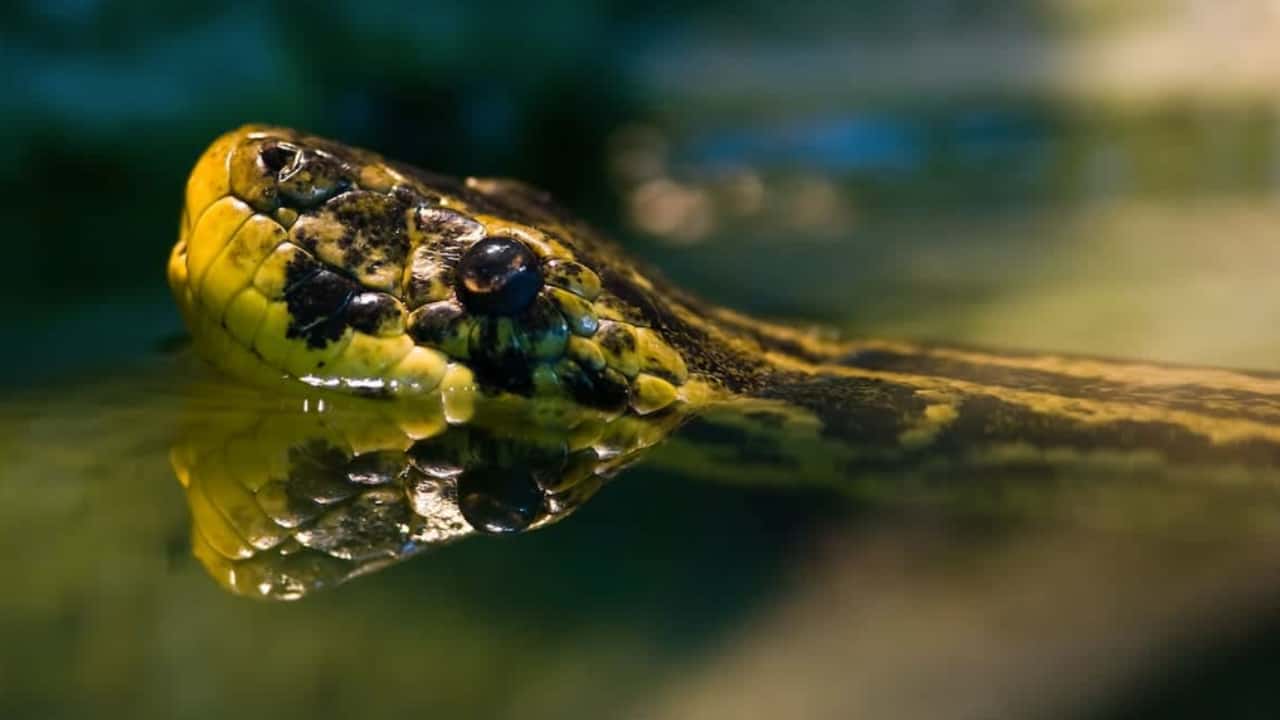 Una anaconda bajo el mar
