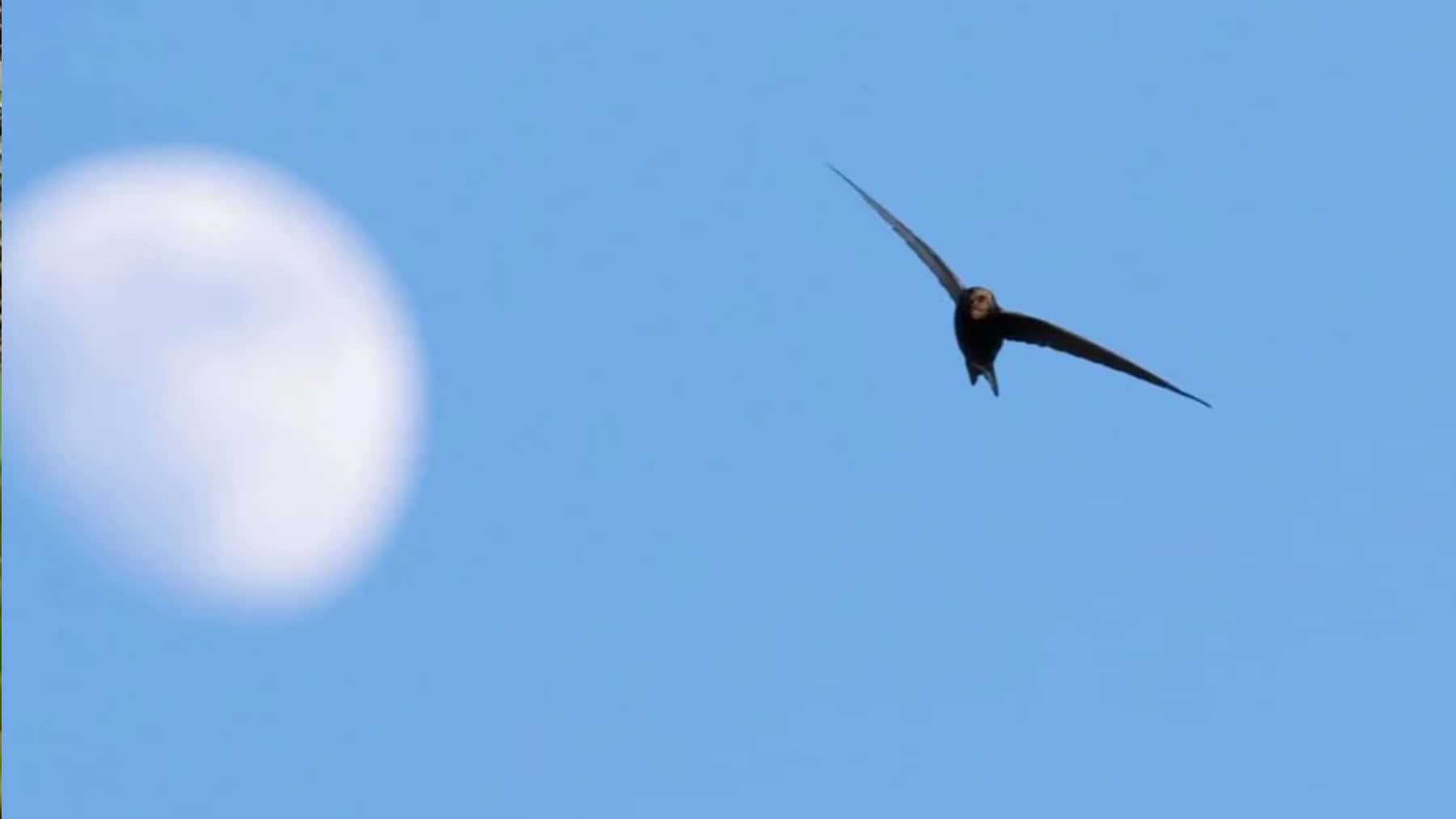 Ave volando en el cielo con la luna visible al fondo