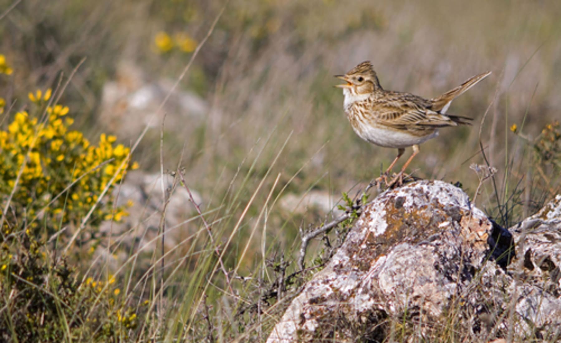 Alondra común, cormorán moñudo y jilguero europeo, especies candidatas a Ave del Año 2026