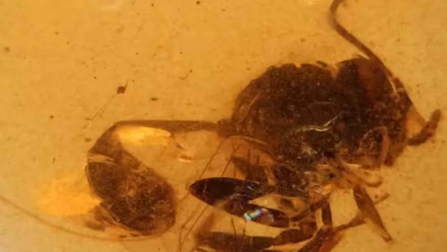 Avisa fósil de 105 millones de años preservada en ámbar de El Soplao (Cantabria)