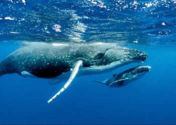 Nuevo estudio en mares del norte descubre que la orina y heces de las ballenas aumentan hasta un 10% el crecimiento del plancton en verano 2 Nuevo estudio en mares del norte descubre que la orina y heces de las ballenas aumentan hasta un 10% el crecimiento del plancton en verano