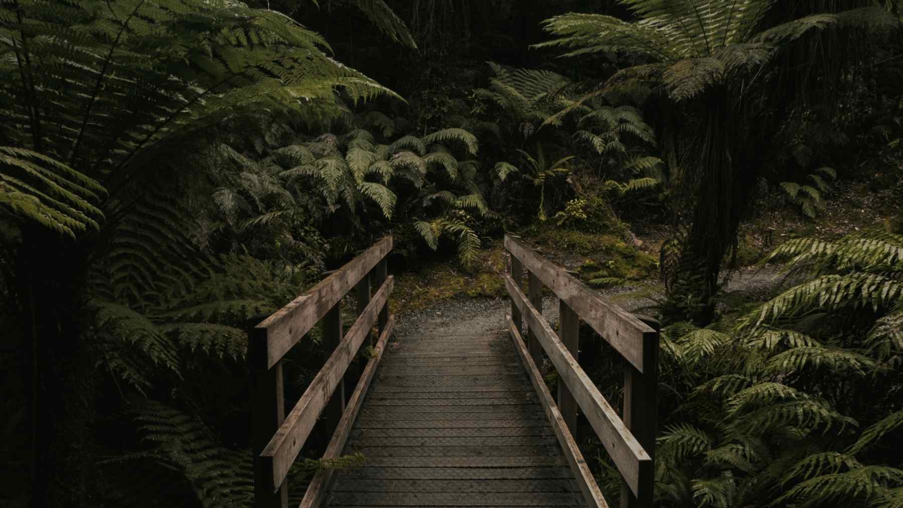 Sendero en un bosque brumoso, hábitat de alta biodiversidad vinculado al récord de nuevas especies descritas en 2020