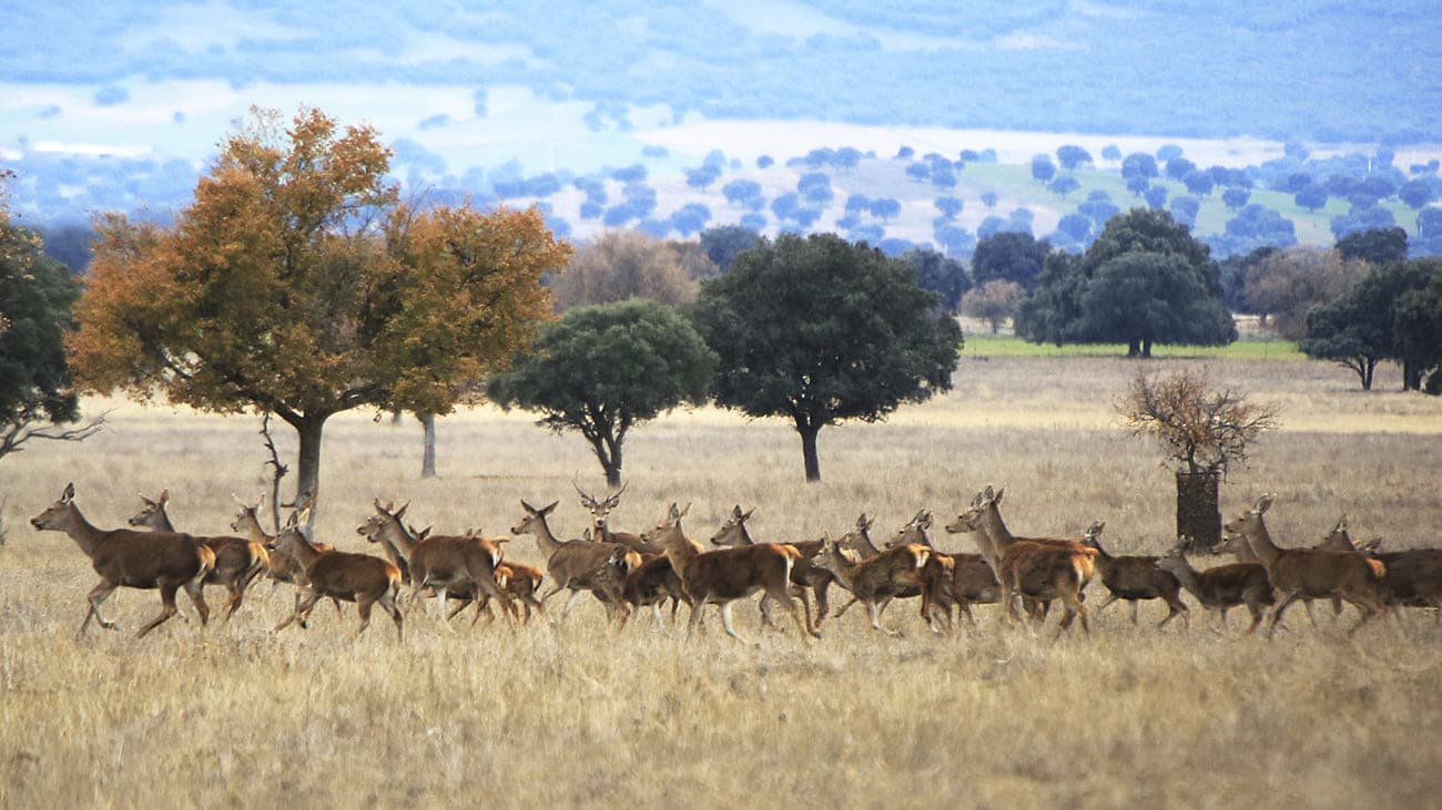 Cabañeros impulsa la colaboración público-privada y refuerza su conservación con un convenio pionero