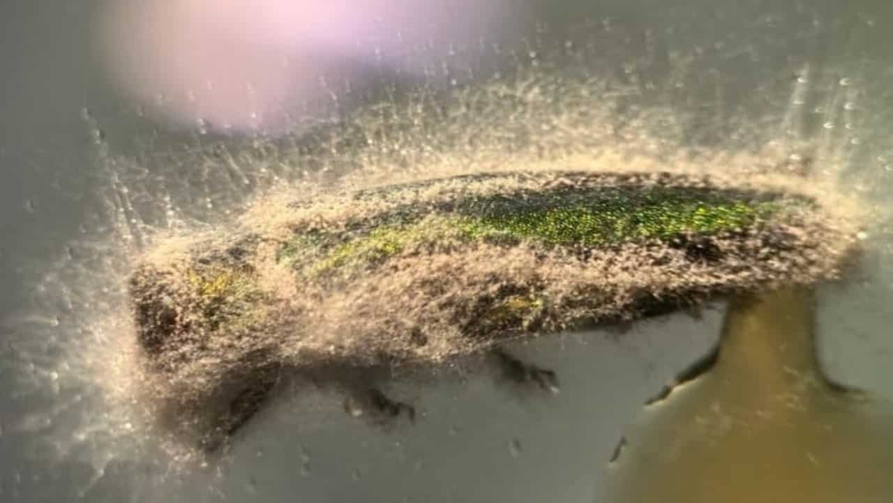 Un cadáver de un escarabajo barrenador esmeralda del fresno que muestra signos de infección por hongos en el laboratorio