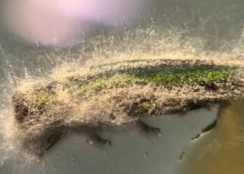 EE.UU. halla un "arma biológica" natural: el hongo que devora plagas desde dentro y salvará 1000 millones de árboles 3 Un cadáver de un escarabajo barrenador esmeralda del fresno que muestra signos de infección por hongos en el laboratorio