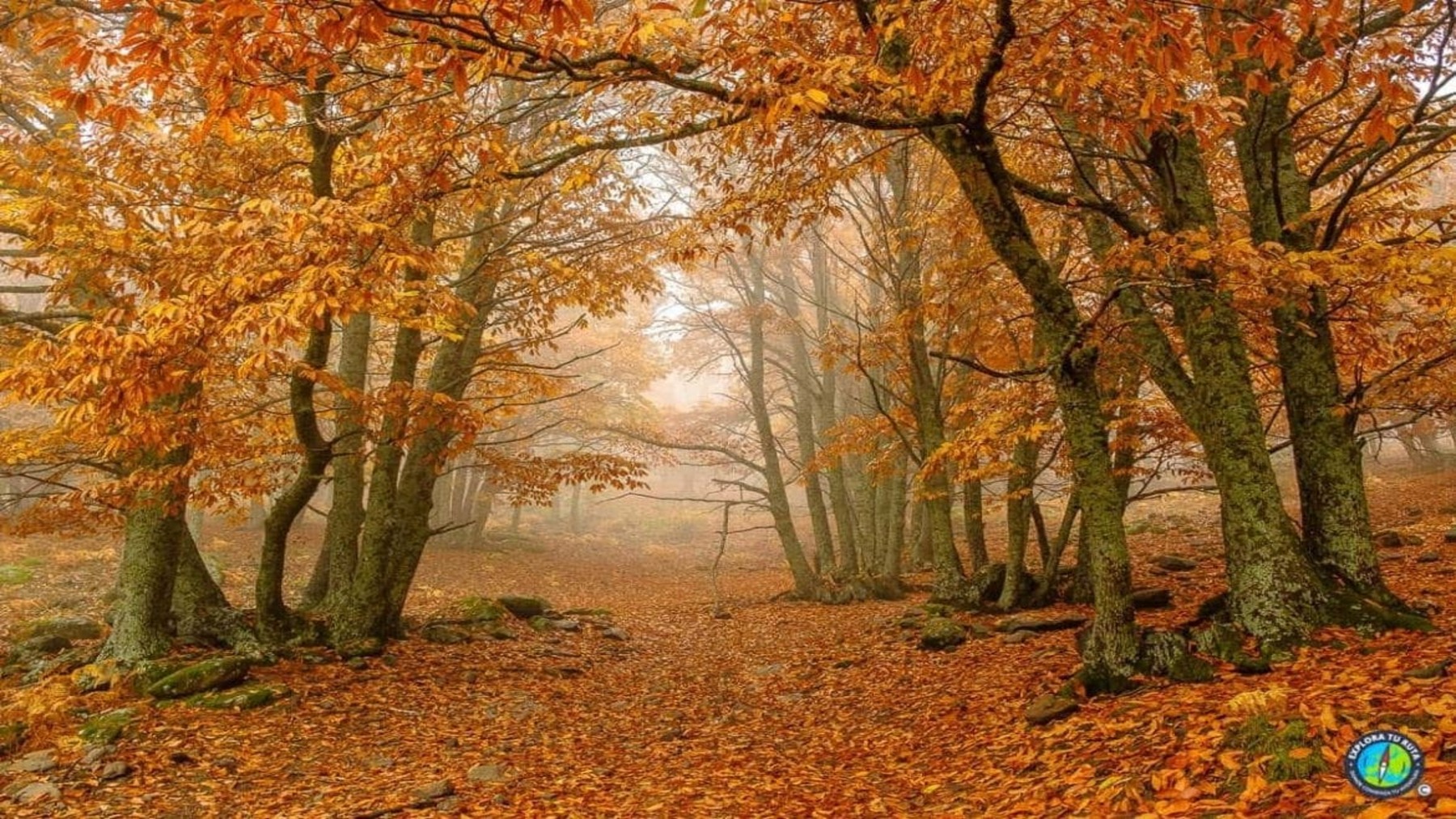 Montes Vivos demuestra que gestionar castañares y avellanares con biodiversidad es rentable