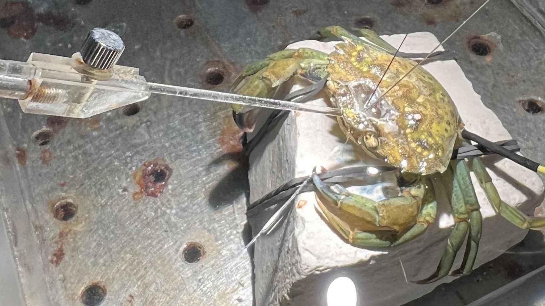 Cangrejo de costa con electrodos durante un experimento que registra la actividad del sistema nervioso ante estímulos potencialmente dolorosos.