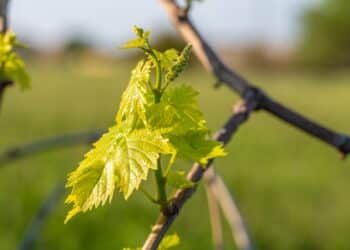 Neiker impulsa variedades de vid resistentes para reducir el uso de fungicidas