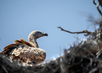 El seguimiento GPS de buitres revela fallos en la planificación eólica y señala zonas críticas ignoradas en España y Portugal 5 El seguimiento GPS de buitres revela fallos en la planificación eólica y señala zonas críticas ignoradas en España y Portugal