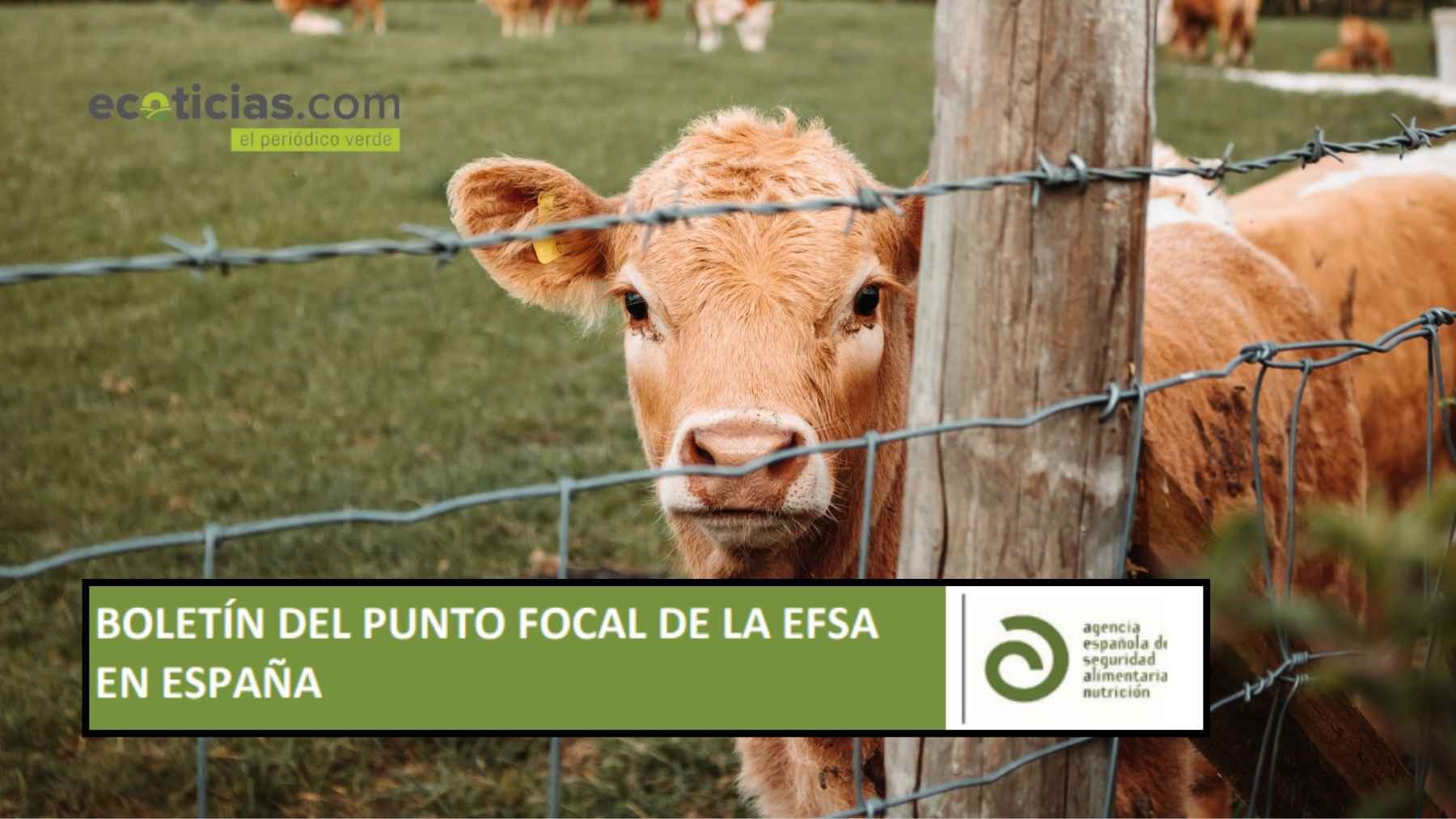 Ternera tras una valla en una granja, imagen del boletín del punto focal de la EFSA en España
