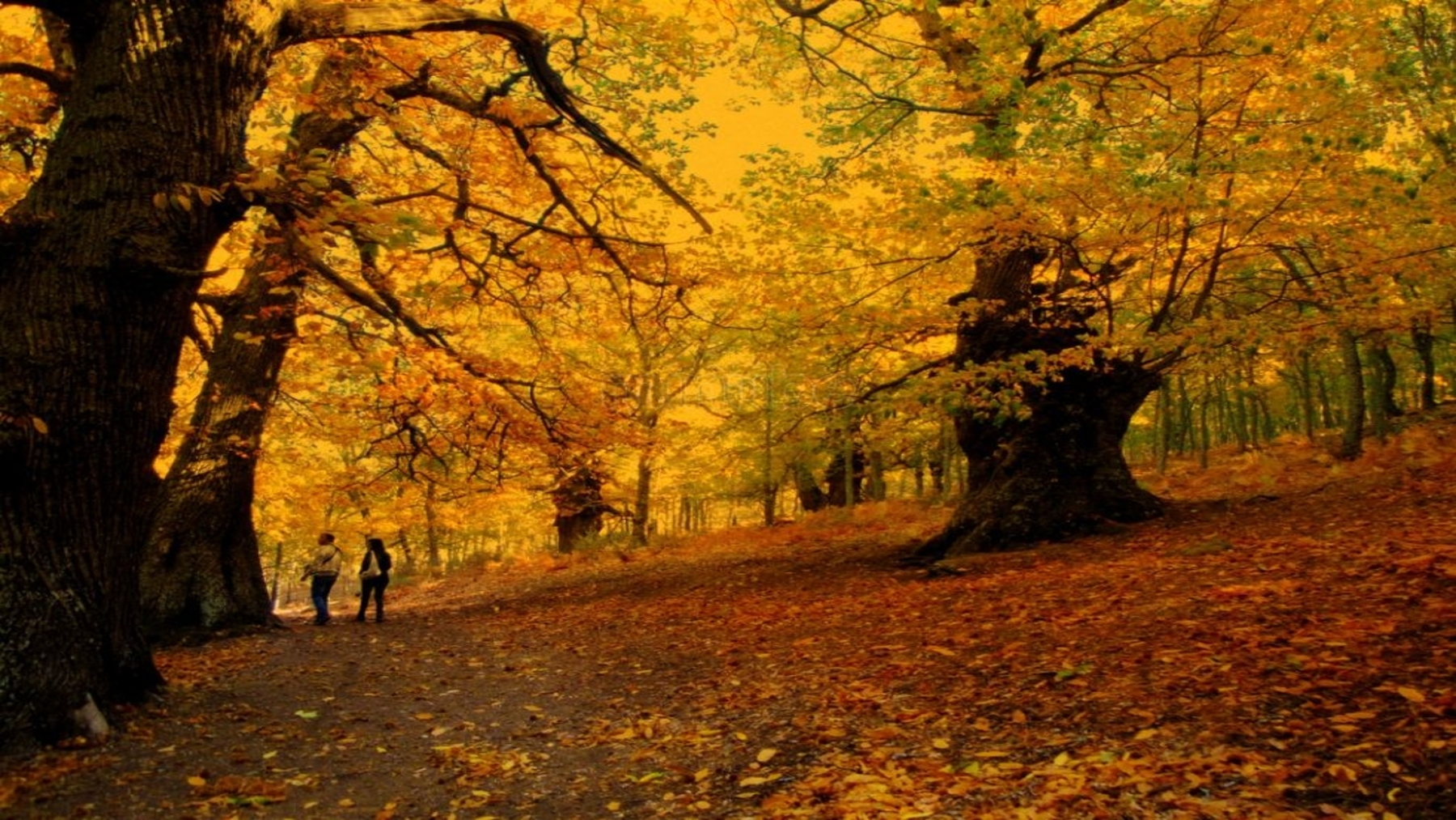 Montes Vivos demuestra que gestionar castañares y avellanares con biodiversidad es rentable