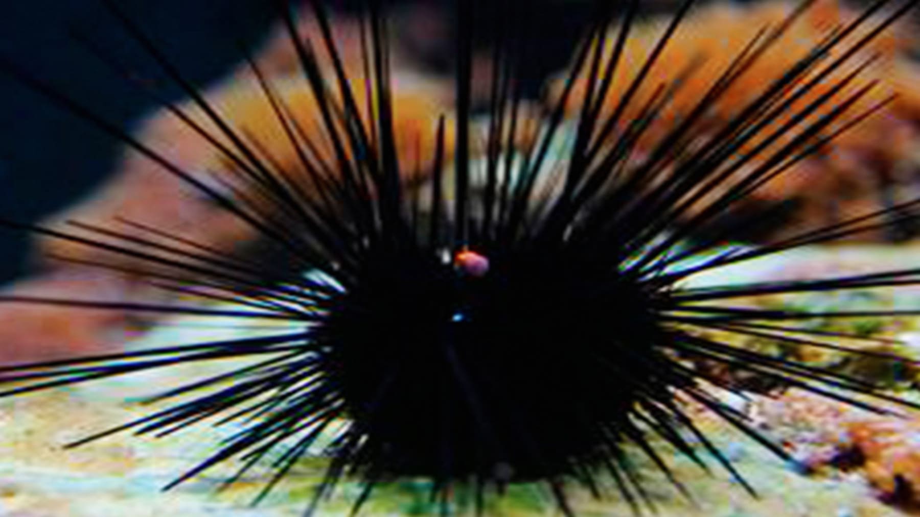 Una pandemia arrasa el erizo Diadema y hunde los ecosistemas canarios