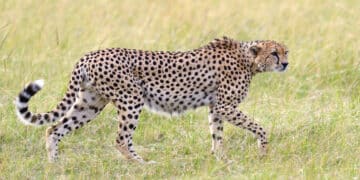 Día Internacional del Guepardo 2025