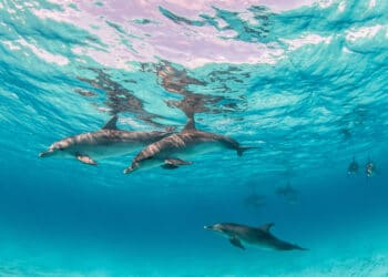 Cómo la fotoidentificación de delfines mulares revela una riqueza marina única en Cataluña 5 Cómo la fotoidentificación de delfines mulares revela una riqueza marina única en Cataluña