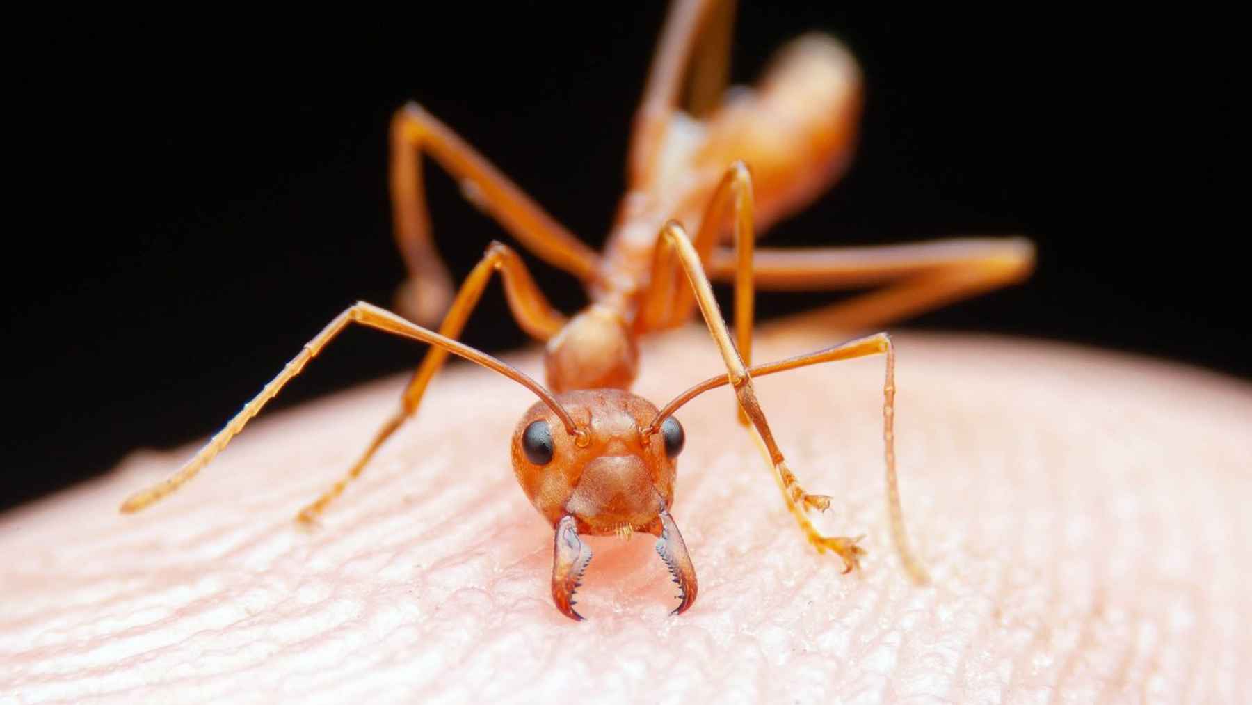 Hormiga transportando una agalla de roble utilizada por avispas para proteger a sus larvas