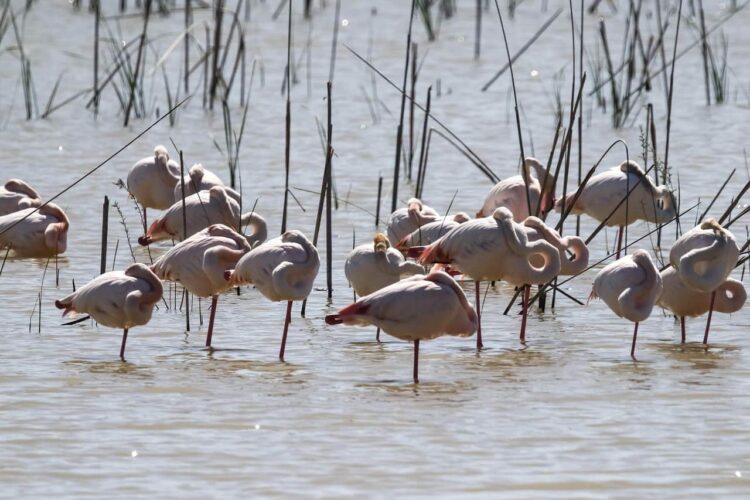 paisaje natural del humedal de Doñana estudiado por China