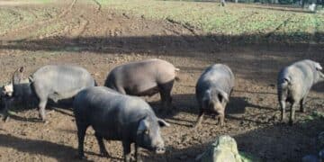 Greenpeace alerta: cazar jabalíes no frenará la peste porcina en España
