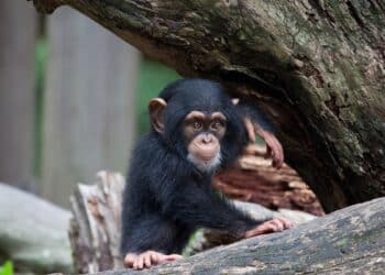 Día Mundial del Mono 2025 2 Día Mundial del Mono 2025