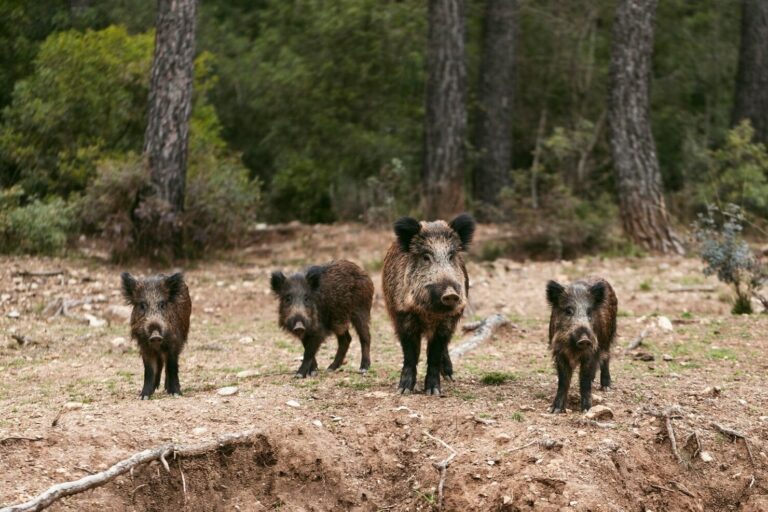 La peste porcina reabre el debate: ecologistas señalan a la ganadería industrial y rechaza culpar al jabalí