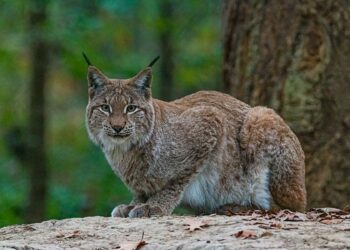Un tercer lince ibérico muere en Castilla y León: crece la preocupación por el proyecto de reintroducción en el Cerrato 4 Un tercer lince ibérico muere en Castilla y León: crece la preocupación por el proyecto de reintroducción en el Cerrato