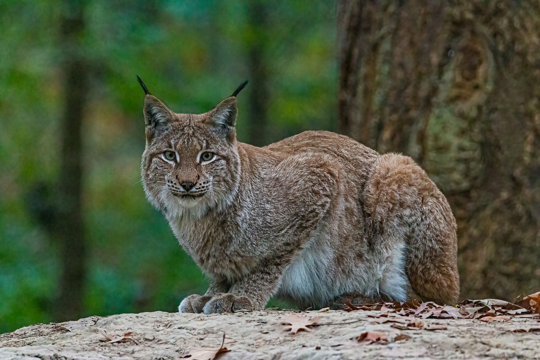 Un tercer lince ibérico muere en Castilla y León: crece la preocupación por el proyecto de reintroducción en el Cerrato