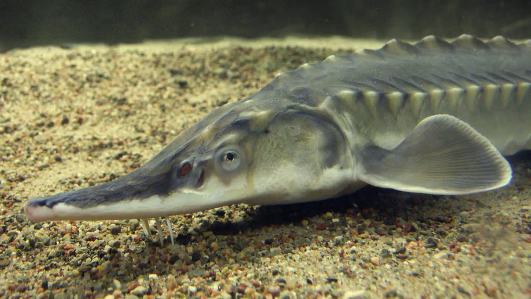 Ejemplares liberados dentro del proyecto de reintroducción del esturión en el río Ebro