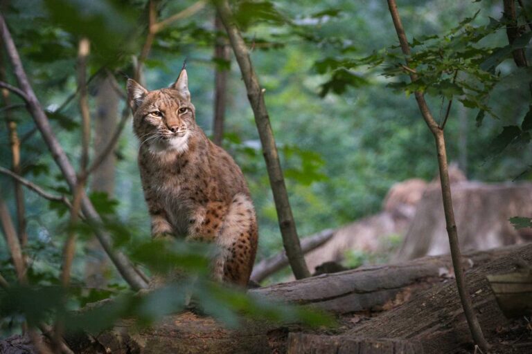 Día Internacional del Lince Ibérico 2025