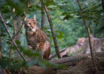 Día Internacional del Lince Ibérico 2025