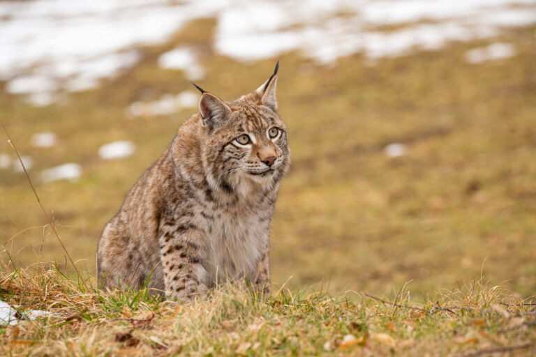 PACMA acusa a la Junta de incumplir medidas para proteger al lince ibérico