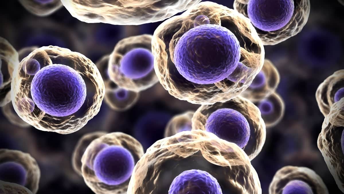 Los microfósiles revelan un salto en la complejidad de la vida hace 2.400 millones de años