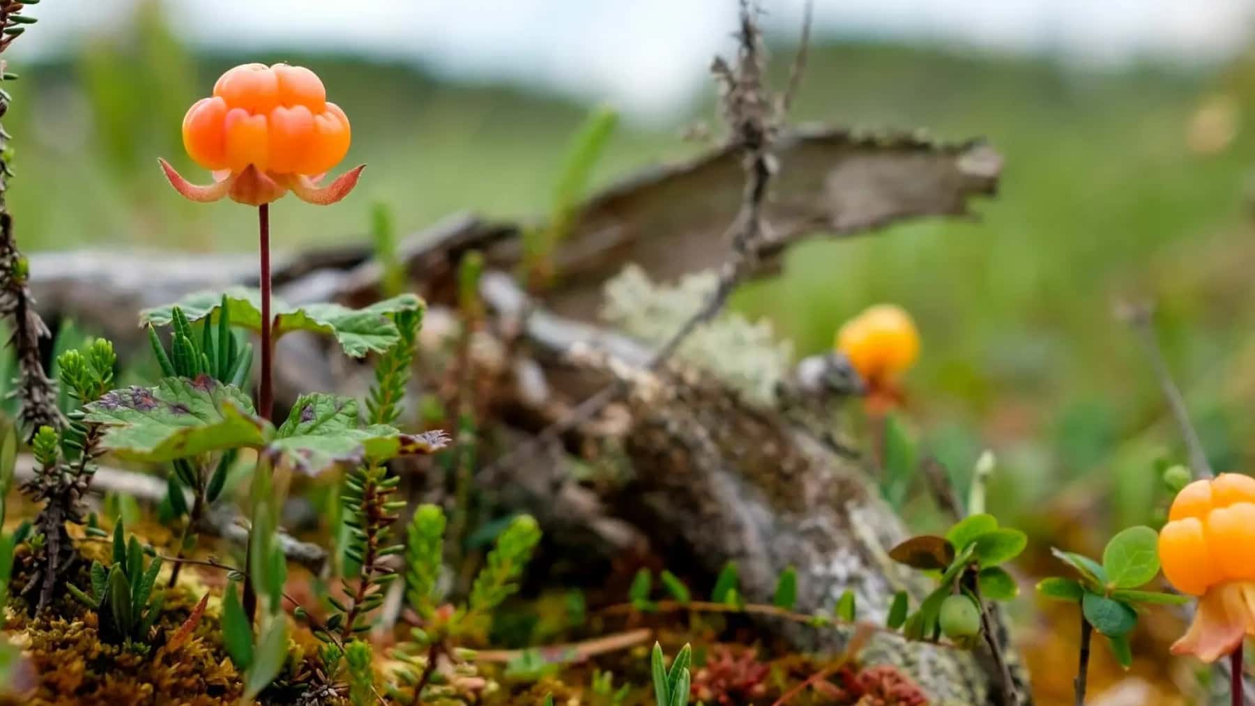 Flor de mora ártica de color naranja creciendo en un entorno natural