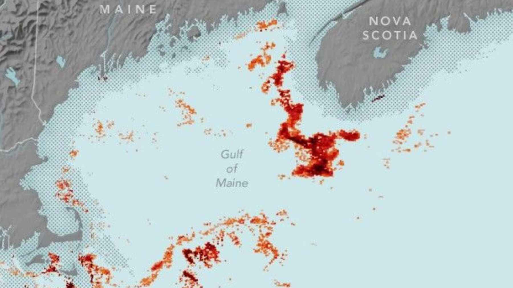 Mapa satelital del Golfo de Maine con manchas rojas de Calanus finmarchicus detectadas por el sensor MODIS de Aqua