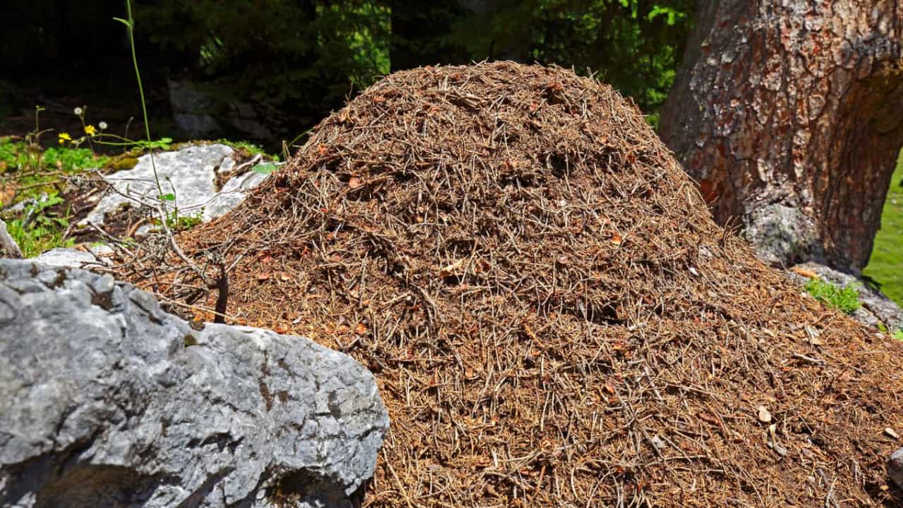 Se extiende por 6000 km de las costas de Portugal, España, Francia e Italia: el animal que ha conquistado Europa sin que te des cuenta